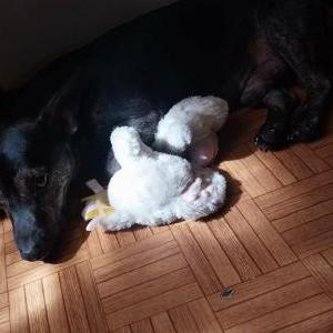 Image of Spanky, Lost Dog