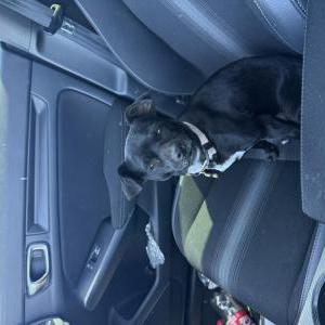 Lost 1 Lola (California)