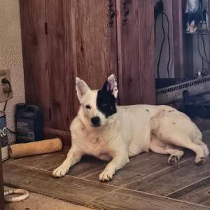 Image of Zoe, Lost Dog
