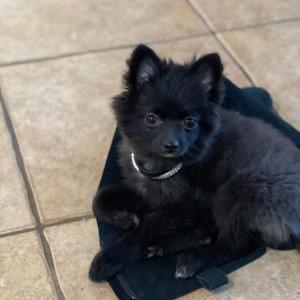 Lost 1 Sadie (California)