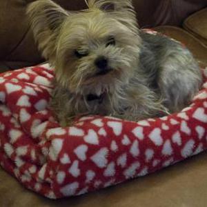 Lost 1 Pazely (Texas)