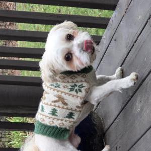 Image of Unknown, Found Dog