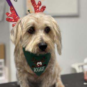 Image of Bogart, Lost Dog
