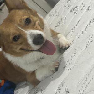 Image of Dino, Lost Dog