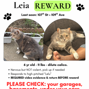Image of Leia or Binx, Lost Cat