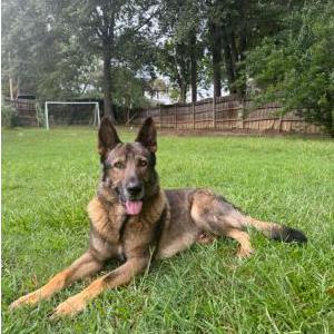 Image of Thunder, Lost Dog