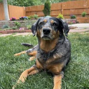 Image of Hayden, Lost Dog