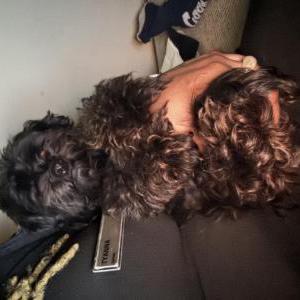 Image of Ace, Lost Dog