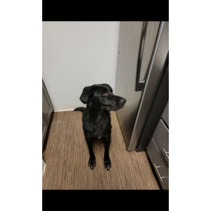 Image of Bo, Lost Dog