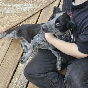 Image of Unknown, Found Dog