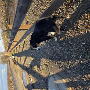 Image of unknown, Found Dog