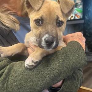 Image of Unknown, Found Dog