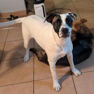 Image of Daisy, Lost Dog