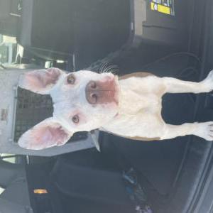 Image of Unknown, Found Dog