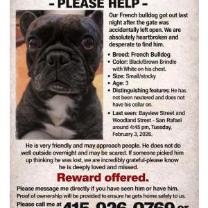 Lost Dog Unknown