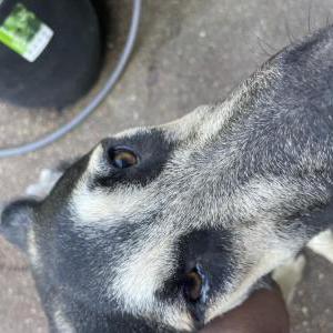 Lost Dog Duke