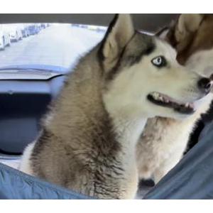 Image of Nala and Miko, Lost Dog