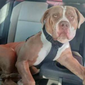 Lost Dog Eddicus