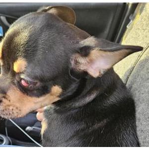 Image of Unknown, Found Dog