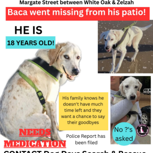 Image of Baca, Lost Dog