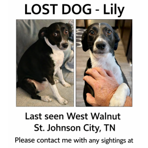 Image of Lily, Lost Dog