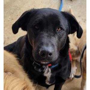 Image of Russell, Lost Dog