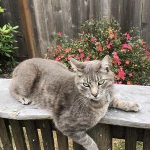 Image of Pete, Lost Cat