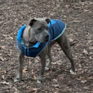 Image of Tu Tu, Lost Dog