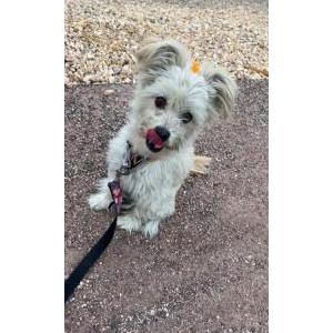 Image of Coco, Lost Dog