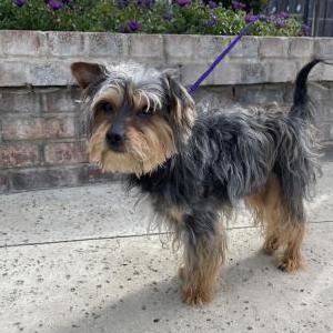 Image of Unknown, Found Dog