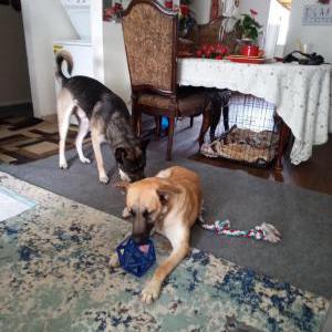 Image of loyal, Lost Dog