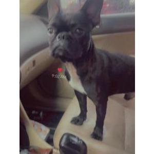 Image of Chato, Lost Dog