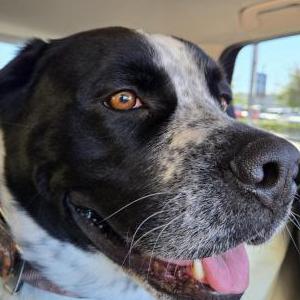 Image of Unknown, Found Dog