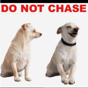 Image of Coraline, Lost Dog