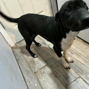 Image of Bear, Lost Dog