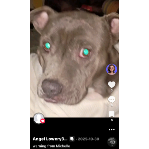 Image of Michelle, Lost Dog