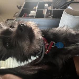 Image of Luna, Lost Dog