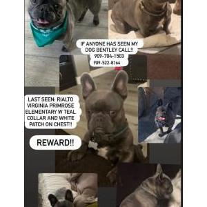 Image of Bentley, Lost Dog