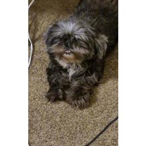 Lost Dog Maggie