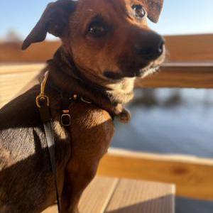 Image of Capone, Lost Dog