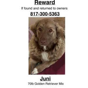 Image of Juniper, Lost Dog