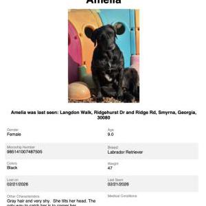 Image of Amelia, Lost Dog