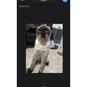 Image of Blaze, Lost Cat