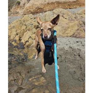 Lost Dog Piper