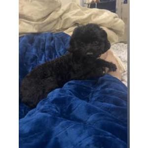 Lost Dog Sha