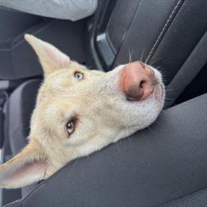 Image of Unknown, Found Dog