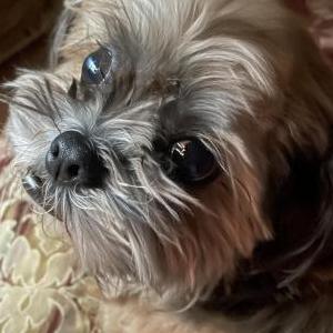 Lost Dog Toby -Don’t Scare Him!