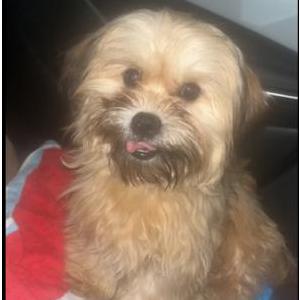 Image of Zay, Lost Dog