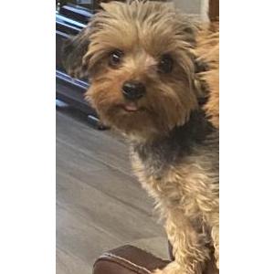 Lost Dog Junior