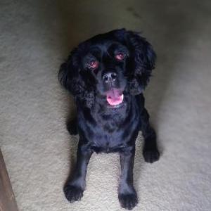 Lost 1 Willow (Tennessee)